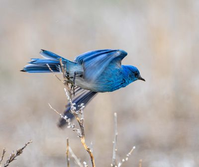 Mountain Bluebird Wings Spread.jpg