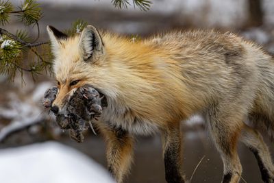 Mouthful.jpg