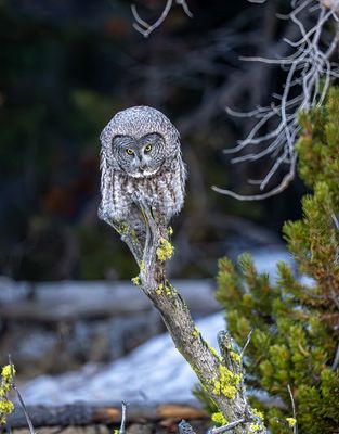 Owl Eyes.jpg
