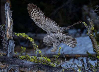Owl Hunting.jpg