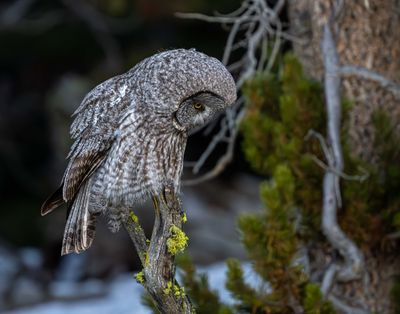 Owl Looking Down.jpg