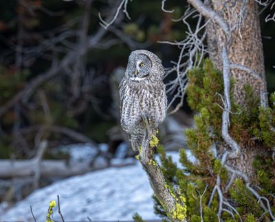 Owl on the Lookout.jpg
