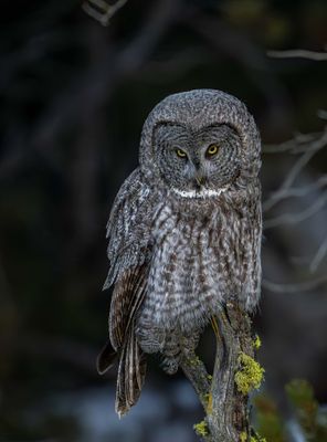 Owl on the Watch.jpg
