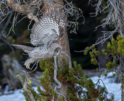 Owl Taking Off.jpg