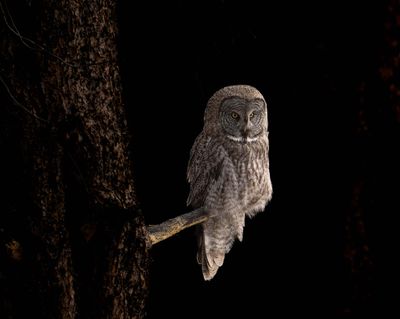 Owl Watch.jpg