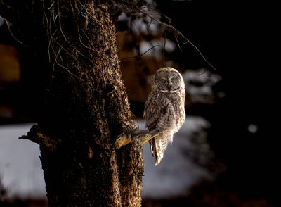 Perched Owl.jpg