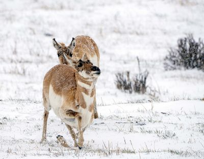 Pronghorn Rising.jpg