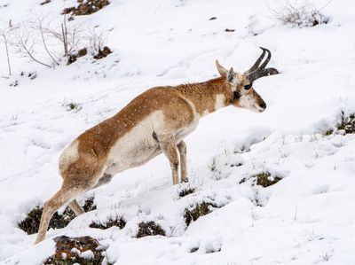 Pronghorn Stretching.jpg