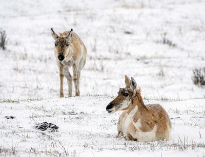 Pronghorns in the snow.jpg