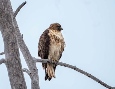 Red Tail Hawk on the road from Fishing Bridge.jpg