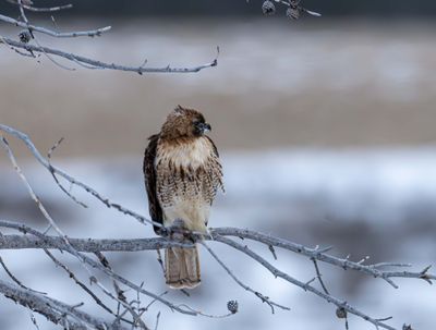 Redtail Hawk.jpg