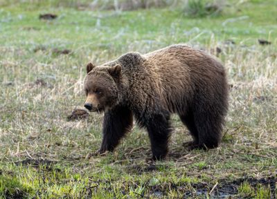 Roosevelt Junction Grizzly.jpg