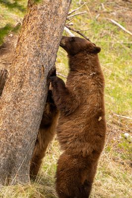 Sow Sniffing the Tree.jpg