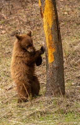 Black Bears