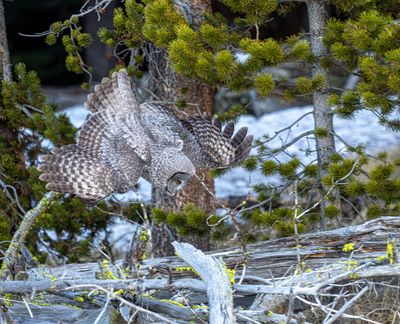 Swooping Down.jpg