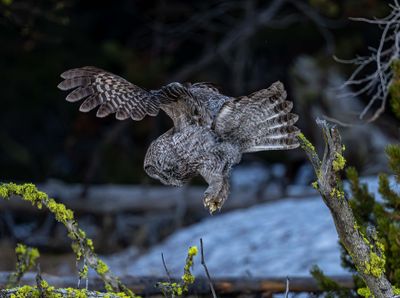 Talons.jpg