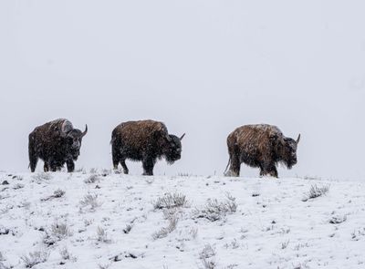 Three Young Bison.jpg