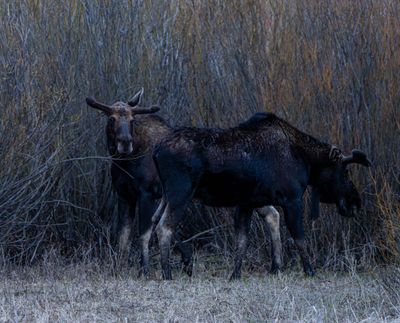Two Moose at Pebble Creek.jpg