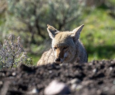 Wile E. Coyote.jpg