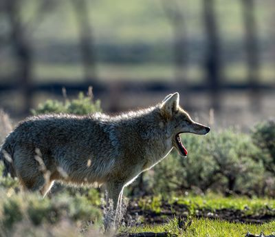 Yawning Coyote.jpg