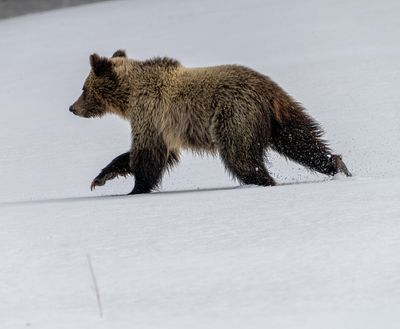 Young Grizzly on the Run.jpg