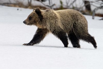 Young Grizzly.jpg