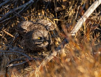 Owl in the Brush.jpg