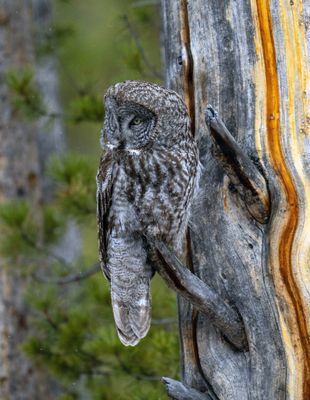 Great Gray in a colorful tree.jpg