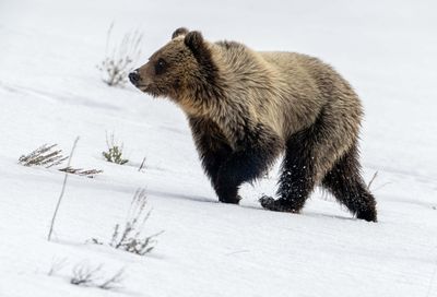 864 Cub Heading Up the Hill.jpg