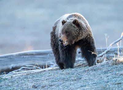 Frosty Grizzly.jpg