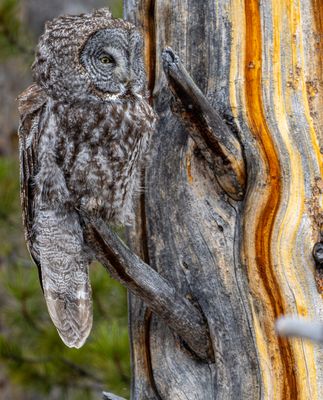 Great Gray in a Multicolored Tree.jpg