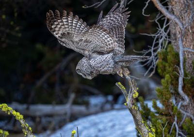 Great Gray Owl Flying Down.jpg