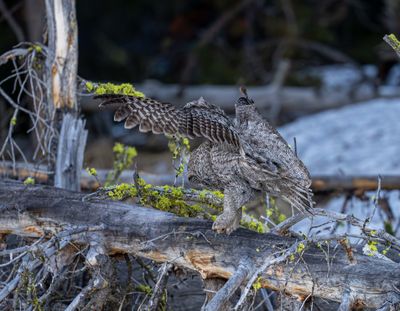 Great Gray Owl Flying to a New Perch.jpg