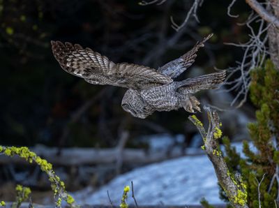 Great Gray Owl Heading to a New Perch.jpg