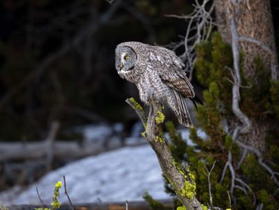 Great Gray Owl Near Bridge Bay.jpg