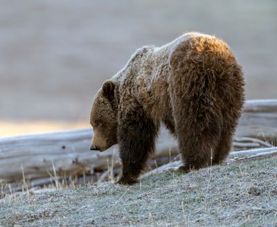 Grizzly in Early Morning.jpg