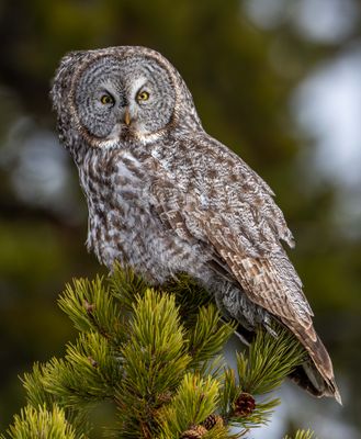 Great Grey Owls