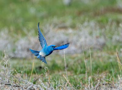 Mountain Bluebird Flying on Old Yellowstone Road.jpg