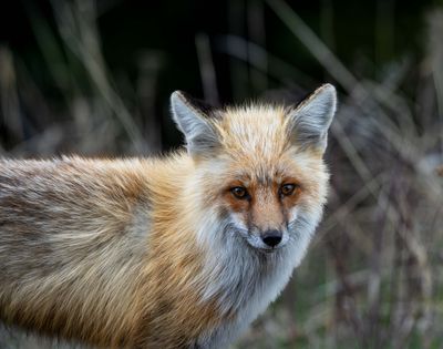 Red Fox Close.jpg