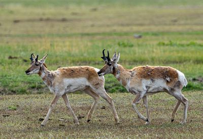 Two Pronghorns.jpg