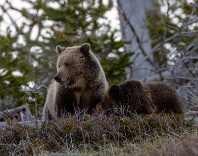 Bears at the carcass.jpg