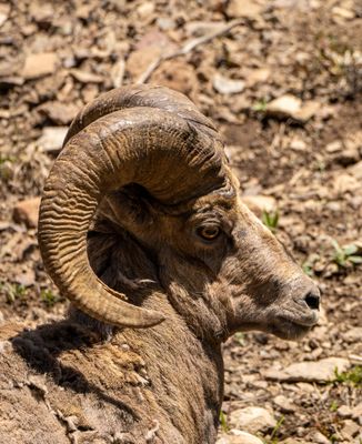 Bighorn Profile.jpg