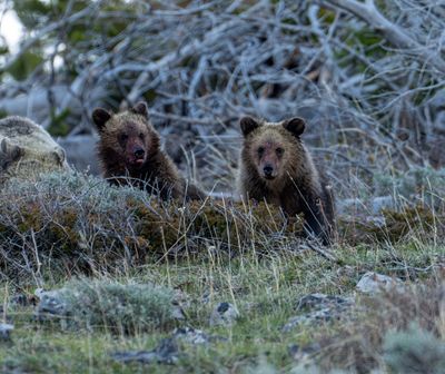 Cubs on the Carcass.jpg