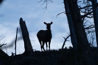 Elk Mom Mourning.jpg