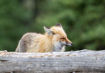 Fox behind the log.jpg