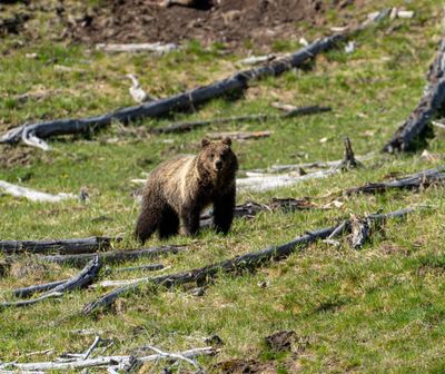 Grizz on the hillside near Mud Volcano.jpg