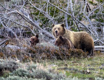 Grizzlies on the kill.jpg