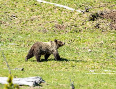 Grizzly juvenile.jpg