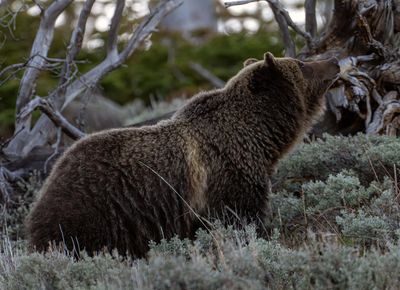 Jam smelling elk.jpg