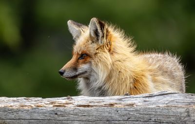 Red Fox Behind the Log.jpg